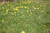 LUZULA CAMPESTRIS, FIELD WOODRUSH, IN LAWN