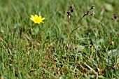 LUZULA CAMPESTRIS, FIELD WOODRUSH, IN LAWN