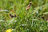 LUZULA CAMPESTRIS, FIELD WOODRUSH, IN LAWN