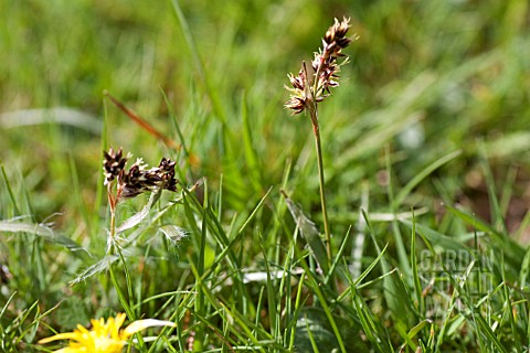 LUZULA_CAMPESTRIS_FIELD_WOODRUSH_IN_LAWN