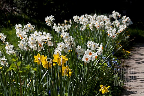 NARCISSUS_GERANIUM