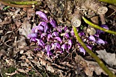 LATHRAEA CLANDESTINA, ON WILLOW ROOTS