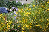 CASSIA ARTEMISIIFOLIA