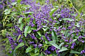 HARDENBERGIA COMPTONIANA