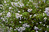 JOVELLANA VIOLACEA