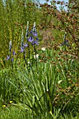 CAMASSIA QUAMASH, NATURALIZED IN ROUGH GRASS