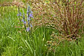 CAMASSIA QUAMASH, NATURALIZED IN ROUGH GRASS