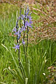 CAMASSIA QUAMASH, NATURALIZED IN ROUGH GRASS