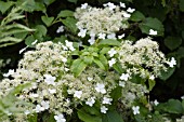 HYDRANGEA ANOMALA SUBSP. PETIOLARIS, (HYDRANGEA PETIOLARIS)