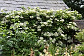 HYDRANGEA ANOMALA SUBSP. PETIOLARIS (H. PETIOLARIS)