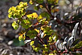 EUPHORBIA AMYGDALOIDES PURPUREA