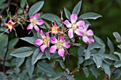 ROSA GLAUCA (R. RUBRIFOLIA)