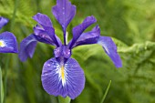 IRIS LATIFOLIA, ENGLISH IRIS