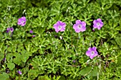 GERANIUM ORIENTALITIBETICUM