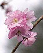 PRUNUS BENI YUTAKA