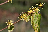 HAMAMELIS VIRGINIANA