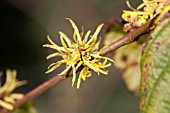 HAMAMELIS VIRGINIANA