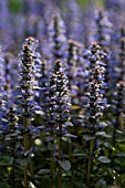 AJUGA REPTANS PURPUREA