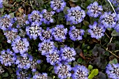 AJUGA REPTANS PURPUREA