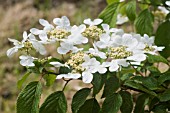 VIBURNUM PLICATUM MARIESII