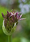 ALLIUM CRISTOPHII