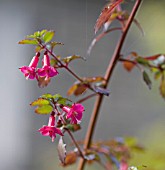 FUCHSIA MICROPHYLLA