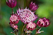 ASTRANTIA MAJOR, RED CULTIVAR