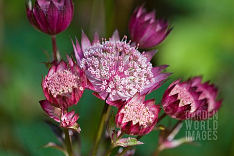 ASTRANTIA_MAJOR_RED_CULTIVAR