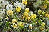 CLEMATIS ORIENTALIS, FLOWERS AND YOUNG FRUIT