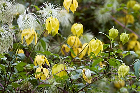CLEMATIS_ORIENTALIS_FLOWERS_AND_YOUNG_FRUIT
