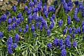 MUSCARI ARMENIACUM