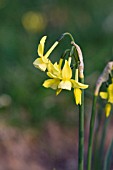 NARCISSUS HAWERA