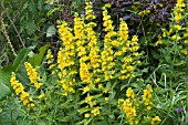 YELLOW LOOSESTRIFE, LYSIMACHIA PUNCTATA