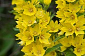 YELLOW LOOSESTRIFE, LYSIMACHIA PUNCTATA