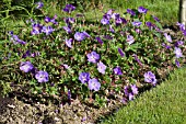 GERANIUM ROZANNE