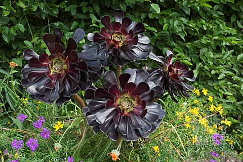 AEONIUM_ARBOREUM_SCHWARTZKOPF