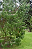 PINUS PATULA FOLIAGE