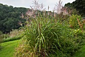 MISCANTHUS SINENSIS IN FLOWER