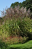 MISCANTHUS SINENSIS IN FLOWER