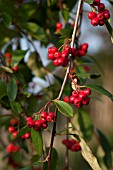 COTONEASTER HYBRIDUS PENDULUS IN EVENING SUN