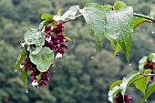 DRIP TIPS ON LEAVES OF LEYCESTERIA FORMOSA