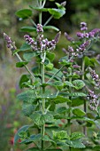 MENTHA X VILLOSA VAR. ALOPECUROIDES, (BOWLESS MINT)