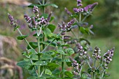 MENTHA X VILLOSA VAR. ALOPECUROIDES, (BOWLESS MINT)