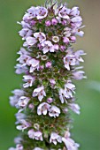 MENTHA X VILLOSA VAR. ALOPECUROIDES, (BOWLESS MINT)