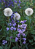 HYACINTHOIDES NON SCRIPTA,  BLUEBELL