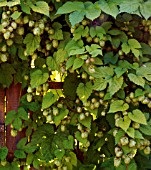 HUMULUS LUPULUS AUREUS (AGM), (GOLDEN HOP- SHOWING FEMALE FLOWERS (HOPS, CATKINS)), IN AUTUMN.
