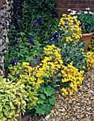 BRACHYGLOTTIS DUNEDIN SUNSHINE IN BORDER