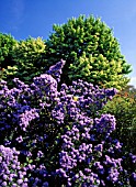 CEANOTHUS AUTUMNAL BLUE (AGM)
