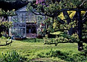 ESPALIER,  PEAR TREES IN FOREGROUND