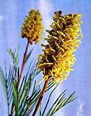 GREVILLEA JUNIPERINA